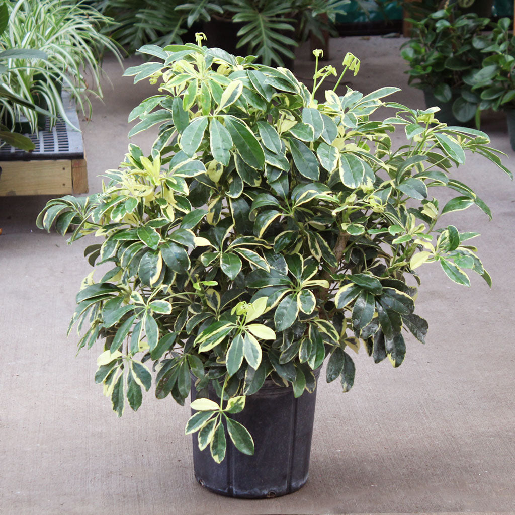 Schefflera Arboricola 'Prince Albert'
