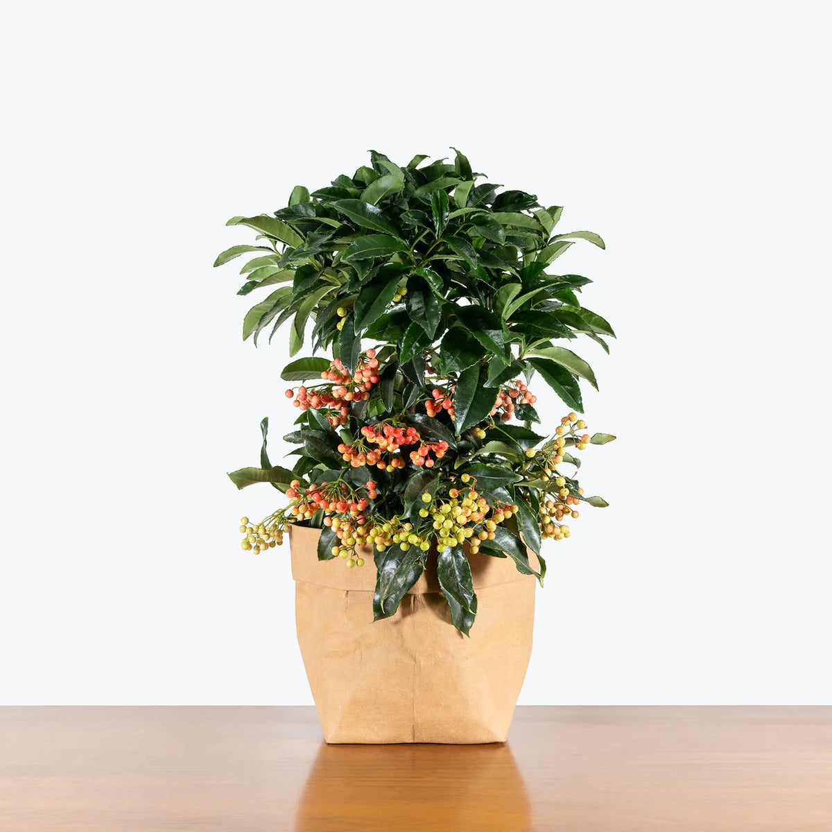 Ardesia Crenata - Houx australien