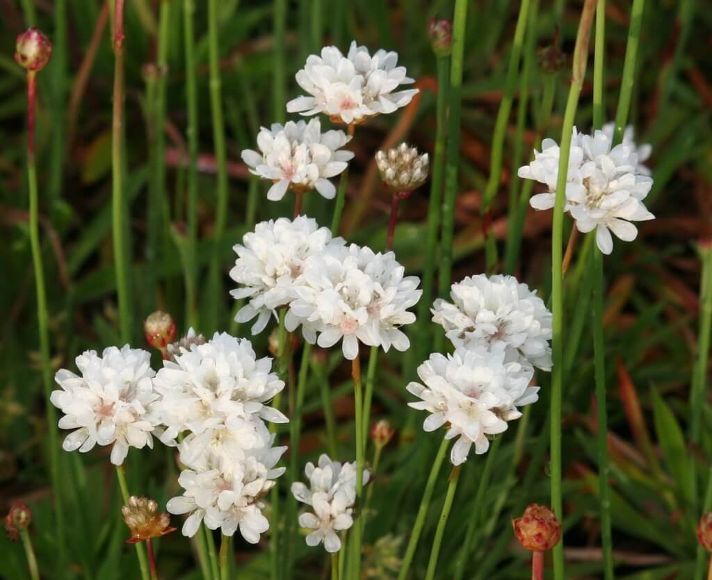 Armeria maritima 'Ballerina white'