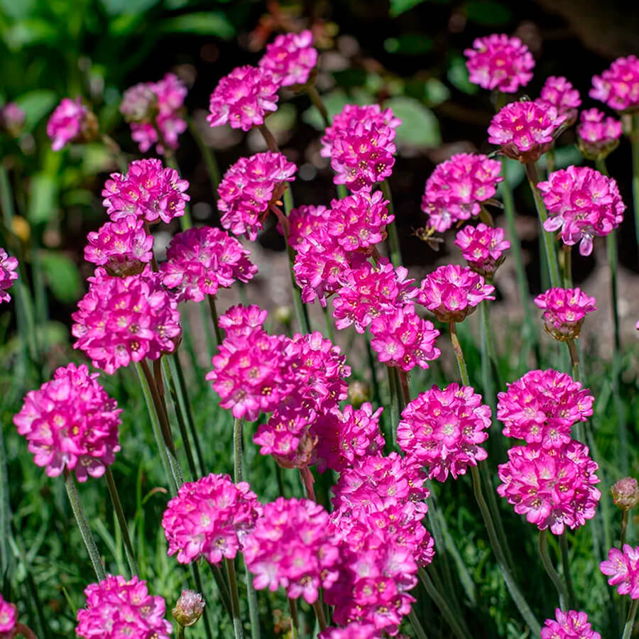 Armeria maritima ‘Splendens’ – Sea Thrift – Gazon d’Espagne