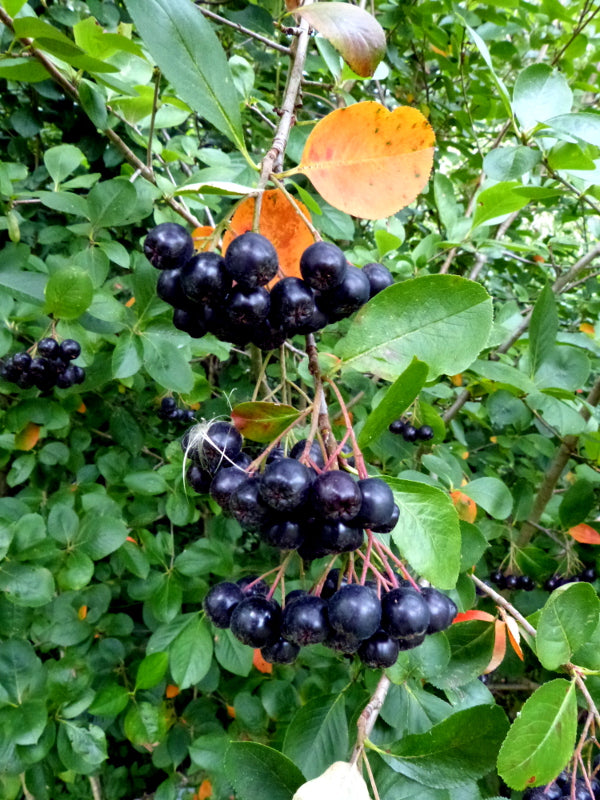 Aronia melanocarpa (A. nigra)