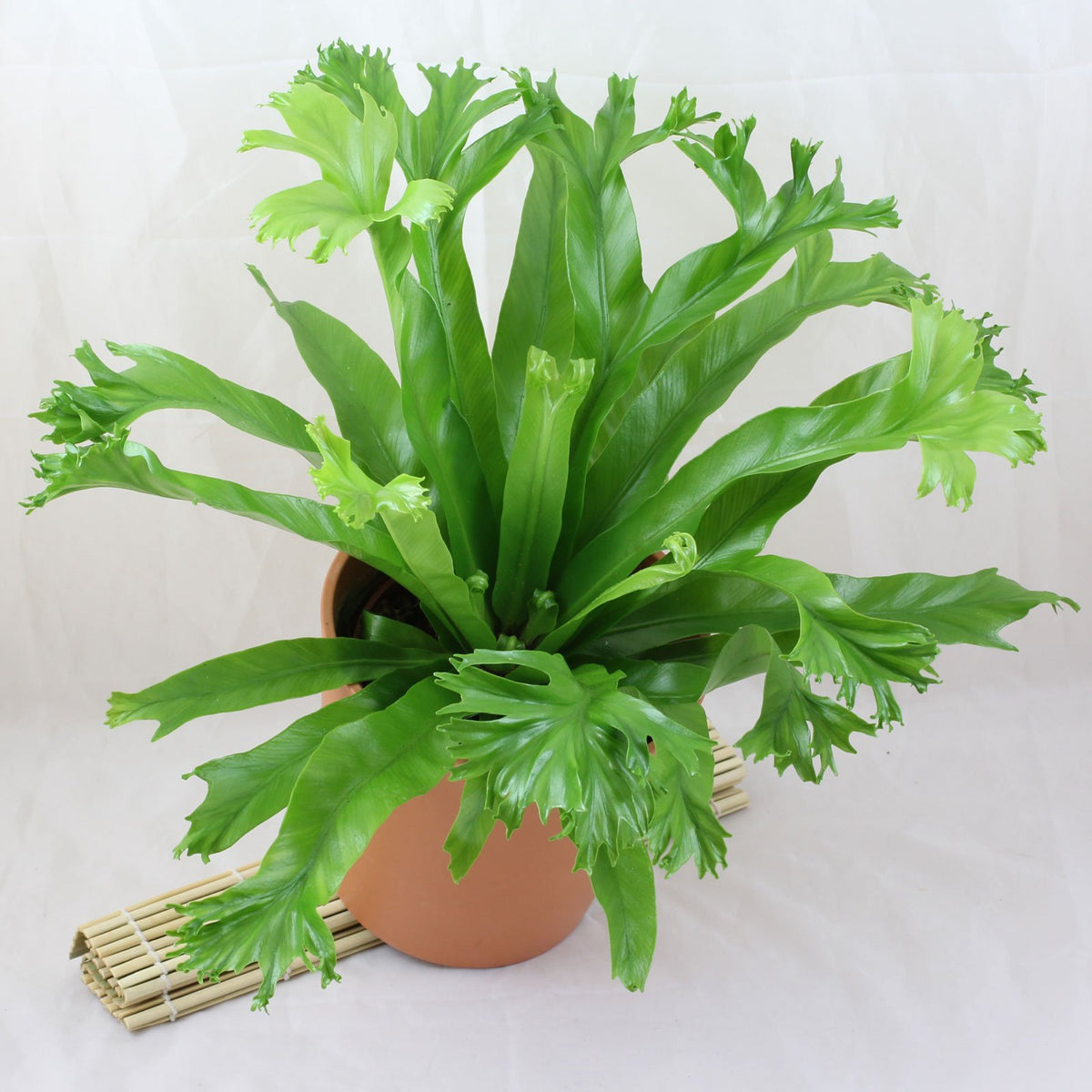 Asplenium - Crissie Bird's Nest Fern