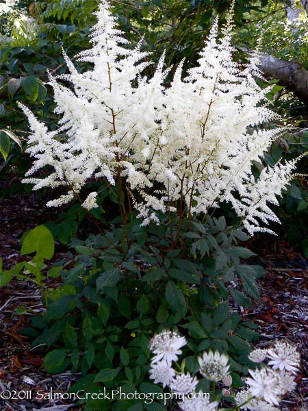 Astilbe 'Ellie'