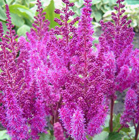 astilbe purple