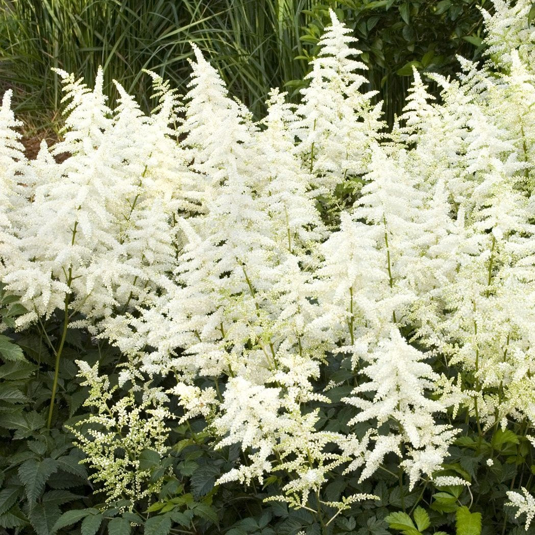 Astilbe Diamant