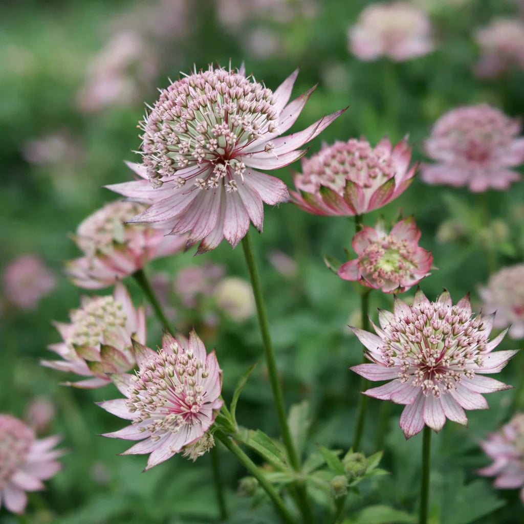 Astrantia 'Masterpiece' (maj.)