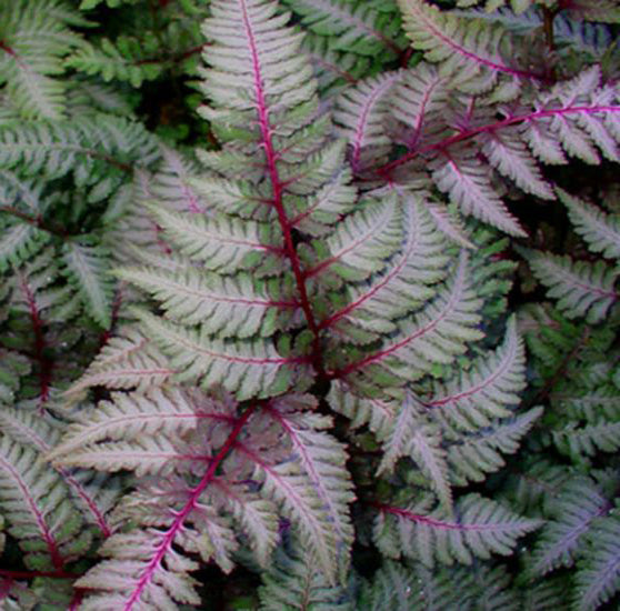 Athyrium 'Regal Red'