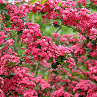 Crataegus laevigata 'Paul's Scarlet'