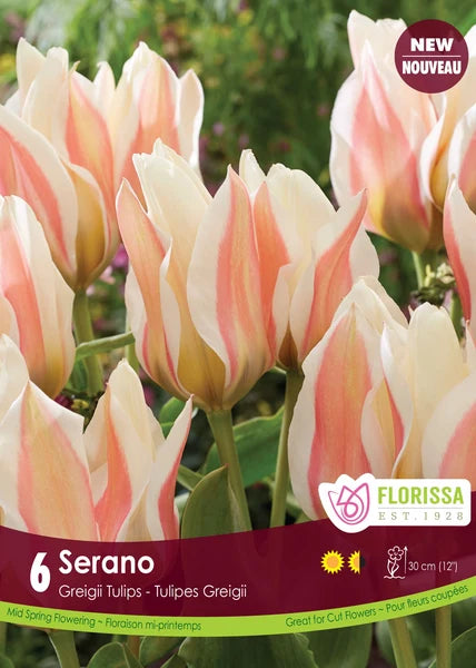 Bulbe d'automne - Tulipe Serano