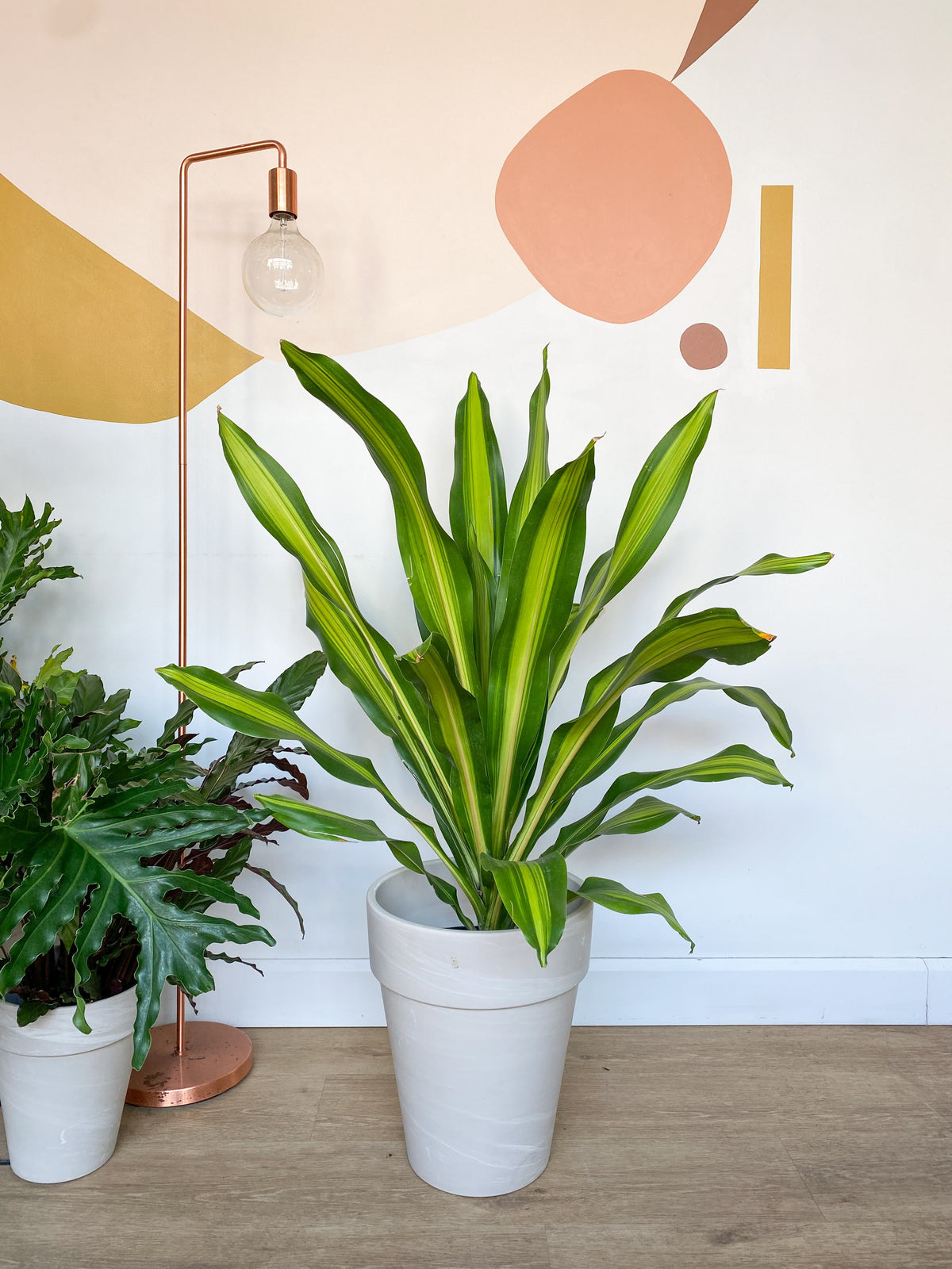 dracaena massangeana giganta Dracaena Massangeana Giganta