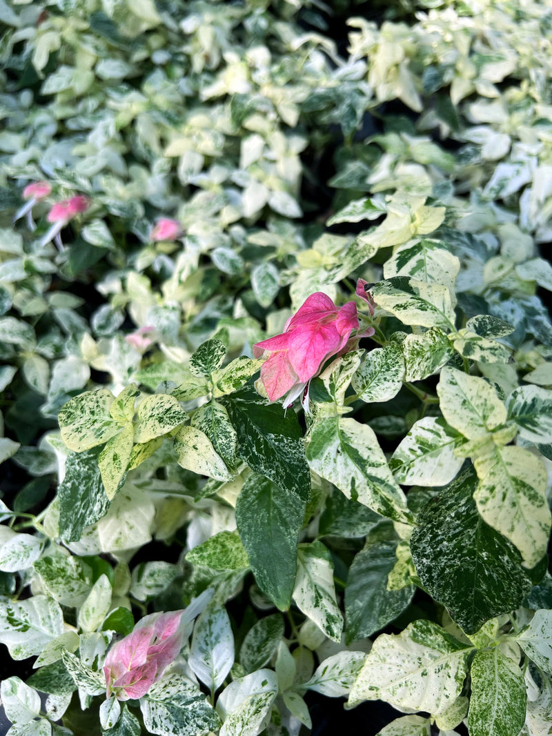 Justicia brandegeeana Beloperone guttata (Plante crevette) feuilage variegata