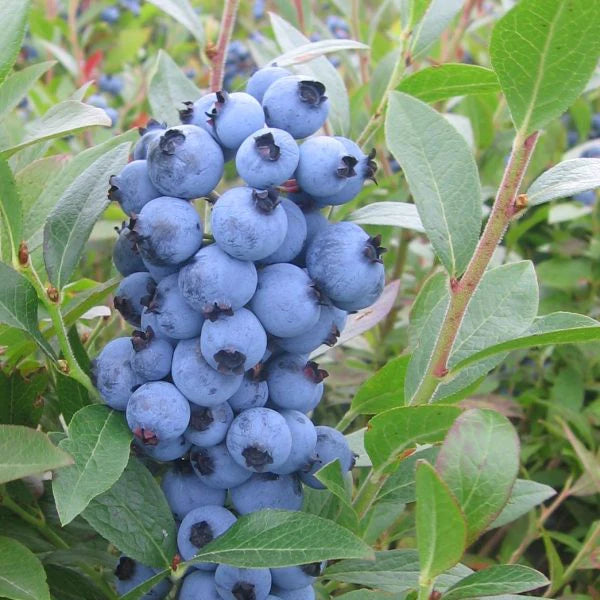 Vaccinium angustifolium 'Top Hat' - bleuet