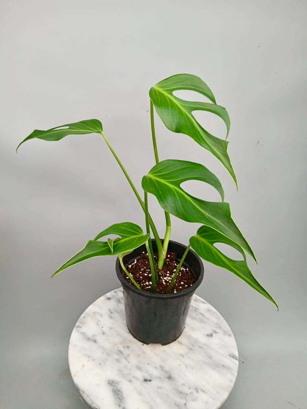 Monstera Burle Marx Flame