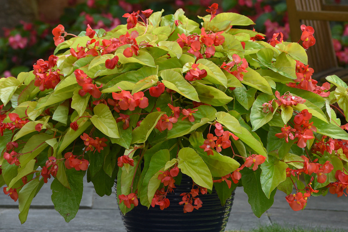 Begonia Canary Wing en pot
