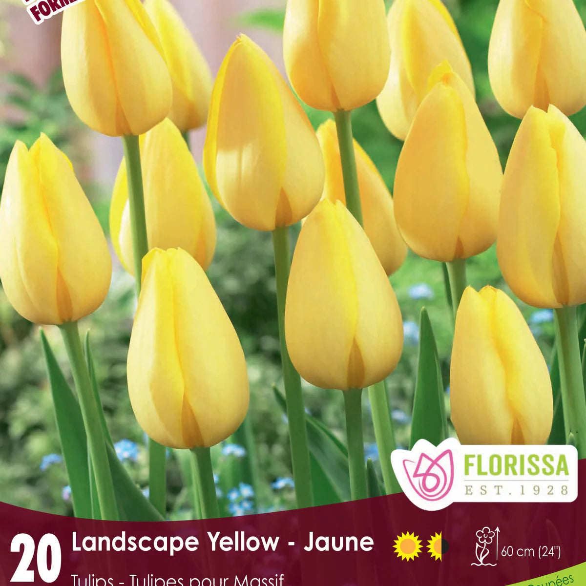 Bulbe d'automne - Paquet de 20 - Tulipe - Lndsc Yellow