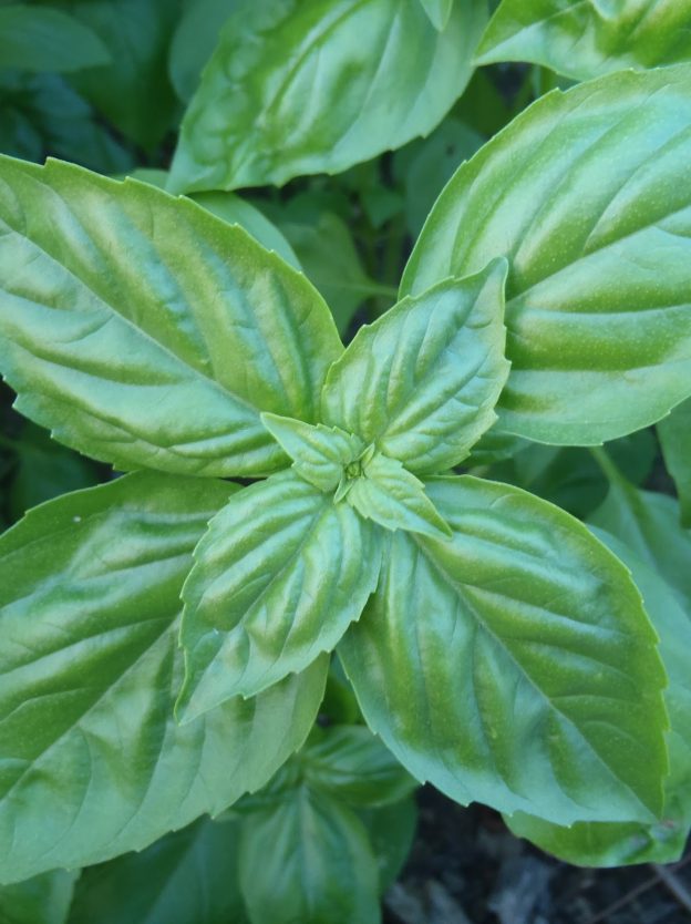 Sachet de semence - Basilic Genovese – Le Potager ornemental de Catherine