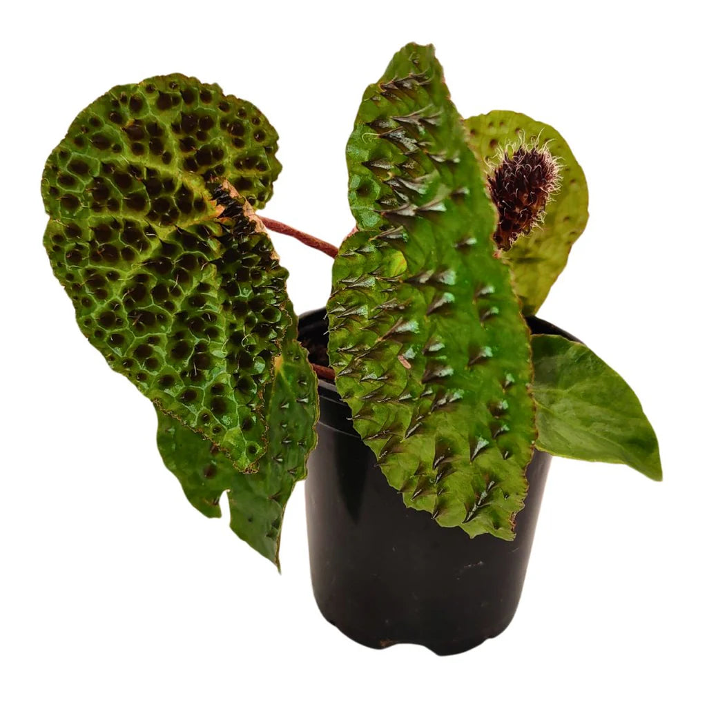 Begonia Ferox