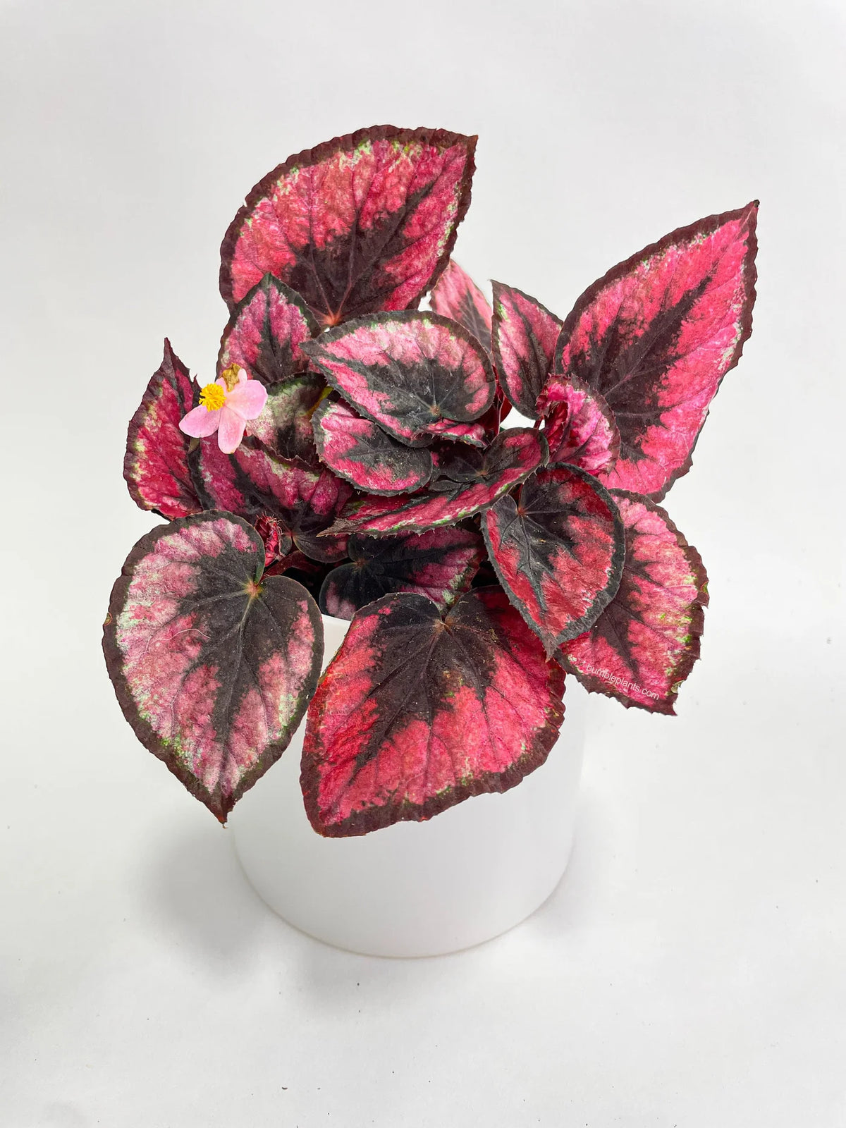 Begonia Red Kiss