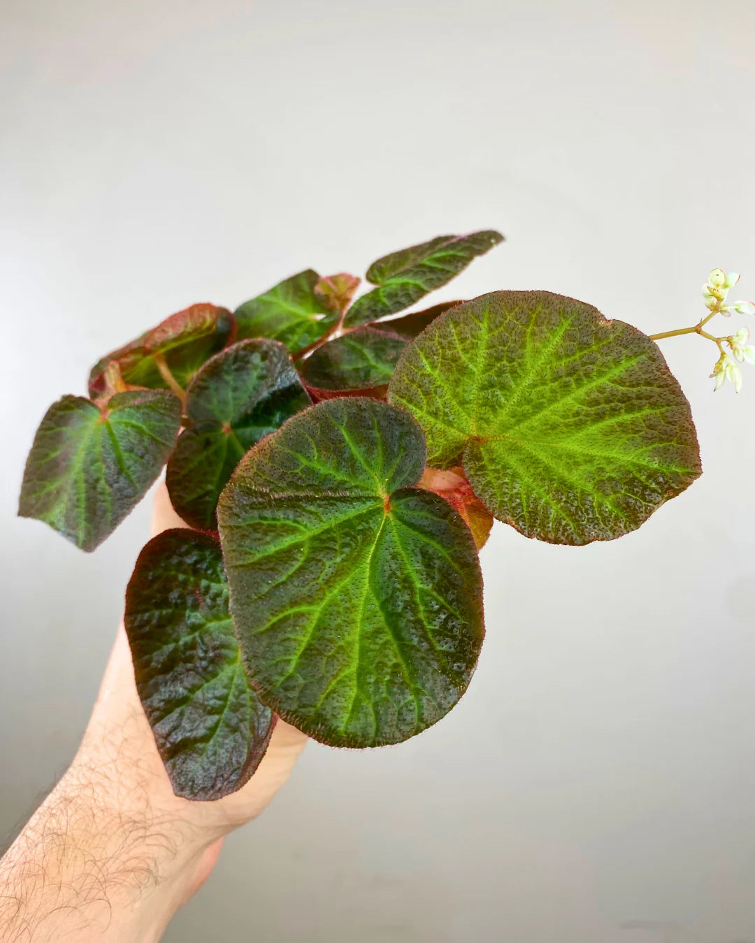 Begonia soli-mutata x Begonia thelmae - Begonia Manaus