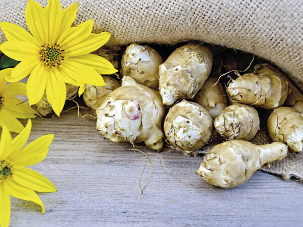 Topinambour 'Jerusalem Artichoke'