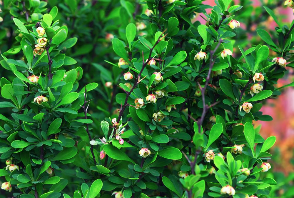 Berberis thunbergii 'Jade Carousel'