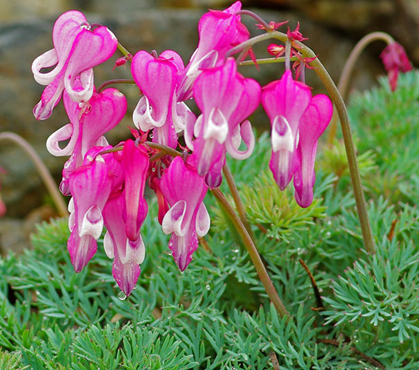 Dicentra Formosa ' Luxuriant' - coeur saignant