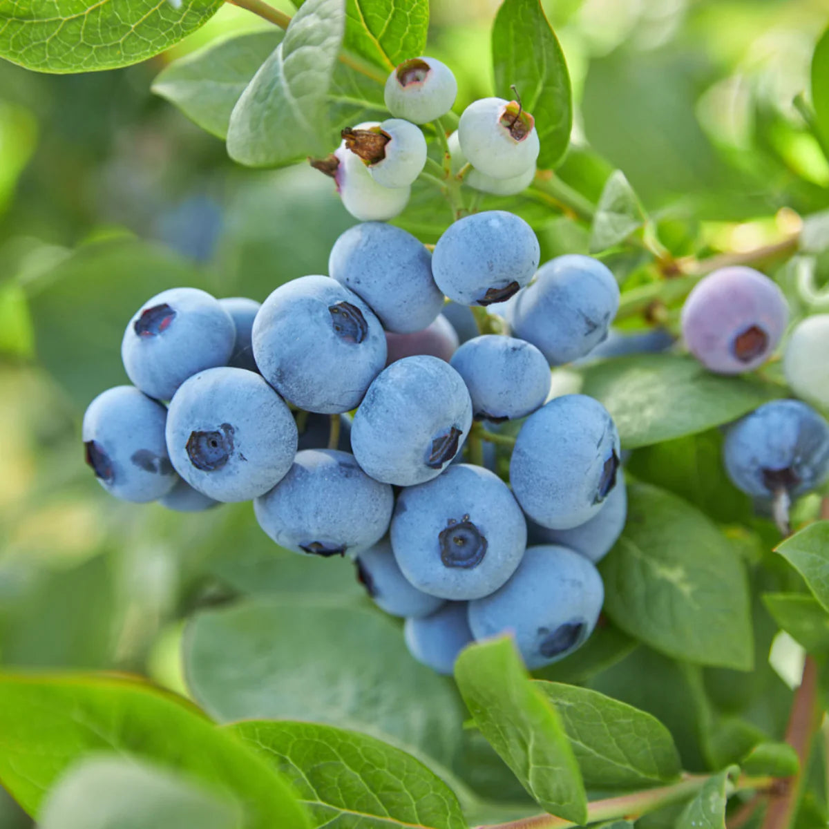 Vaccinium Top Shelf - bleuet