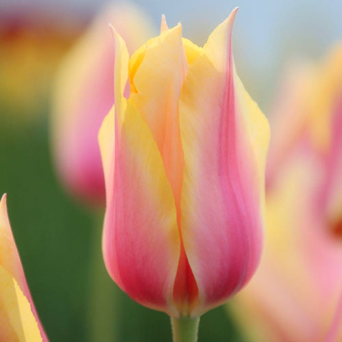 Bulbe d'automne - Tulipe blushing lady