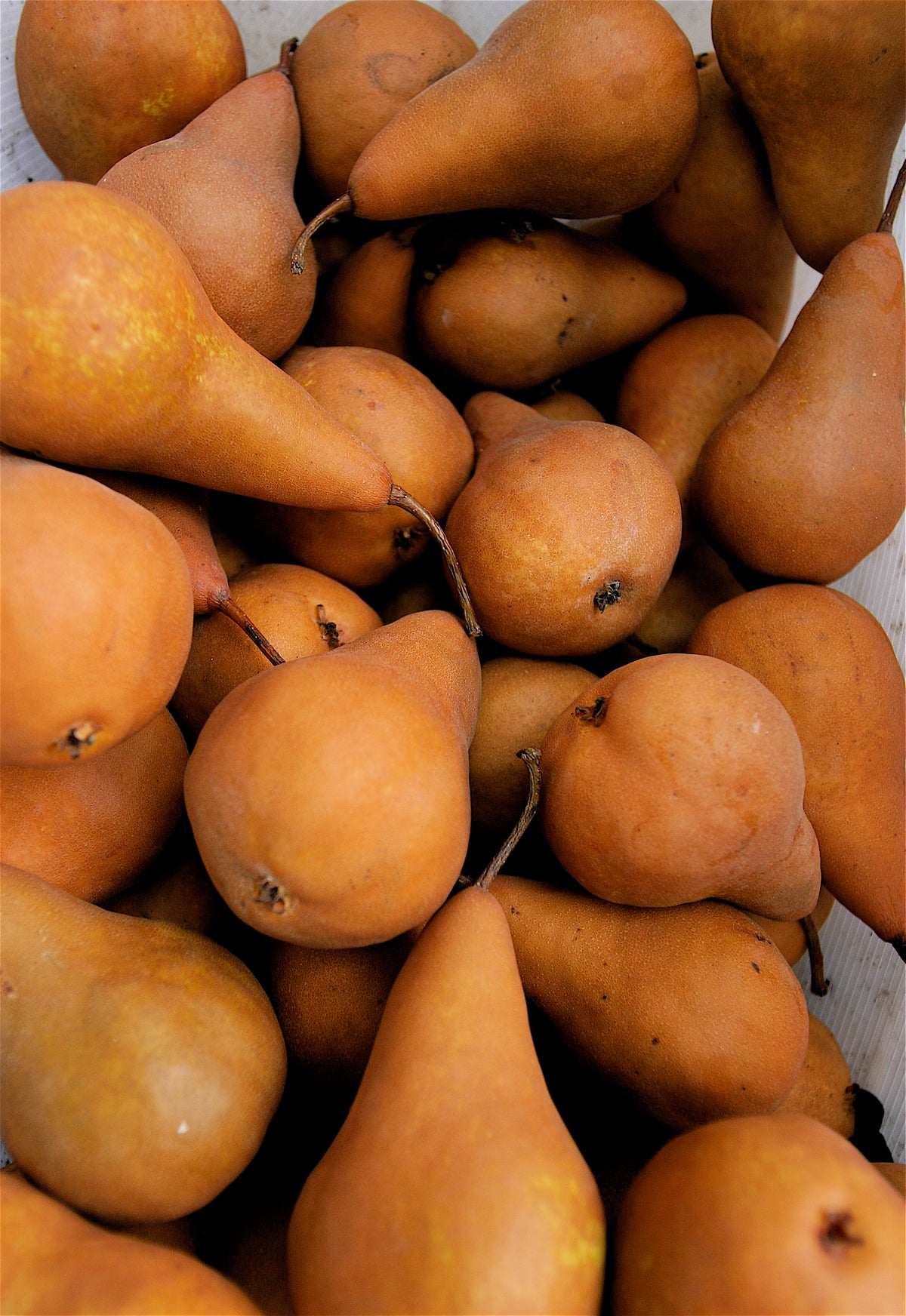 Pyrus communis 'Bosc' - poirier