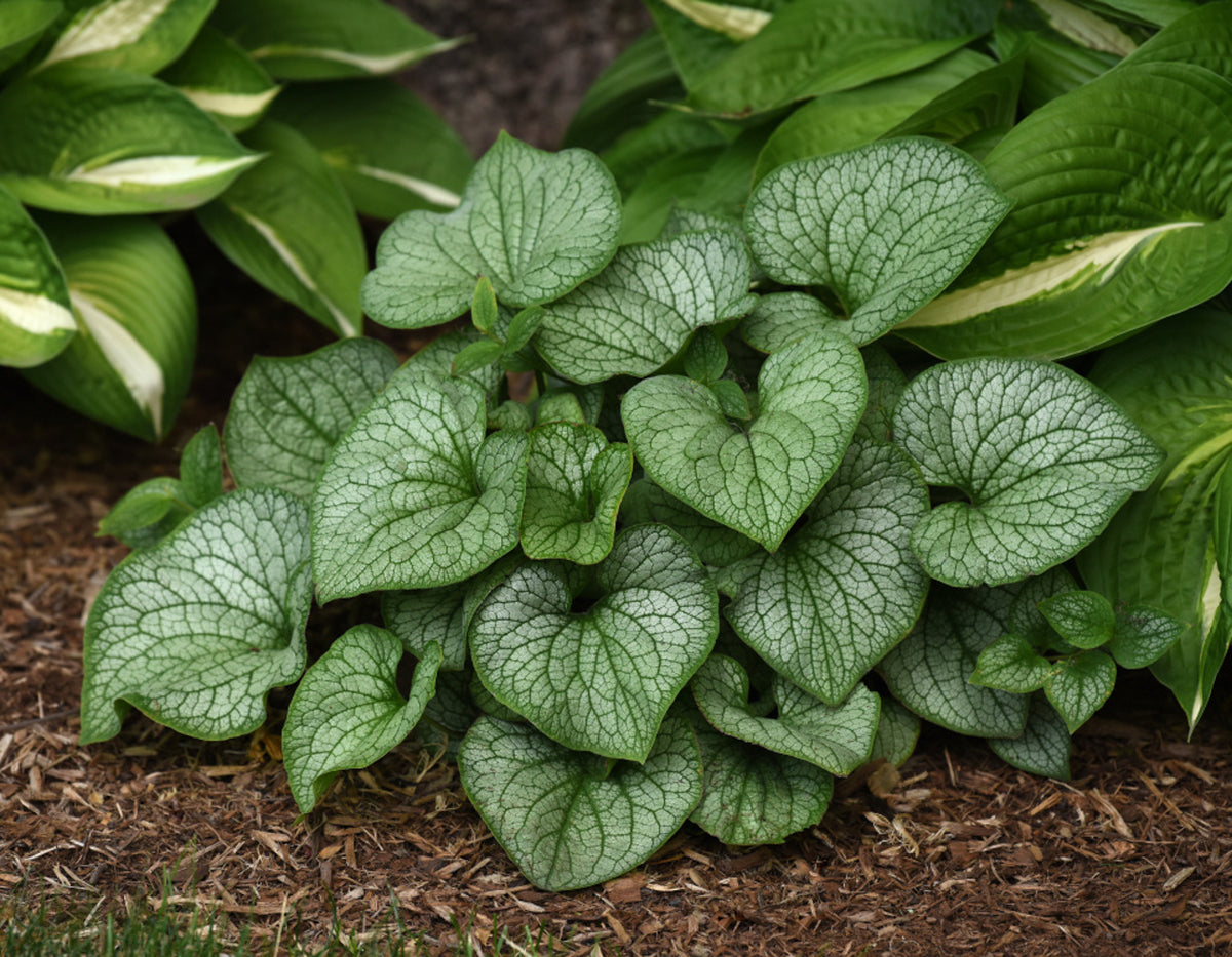 Brunnera 'Frostbite'