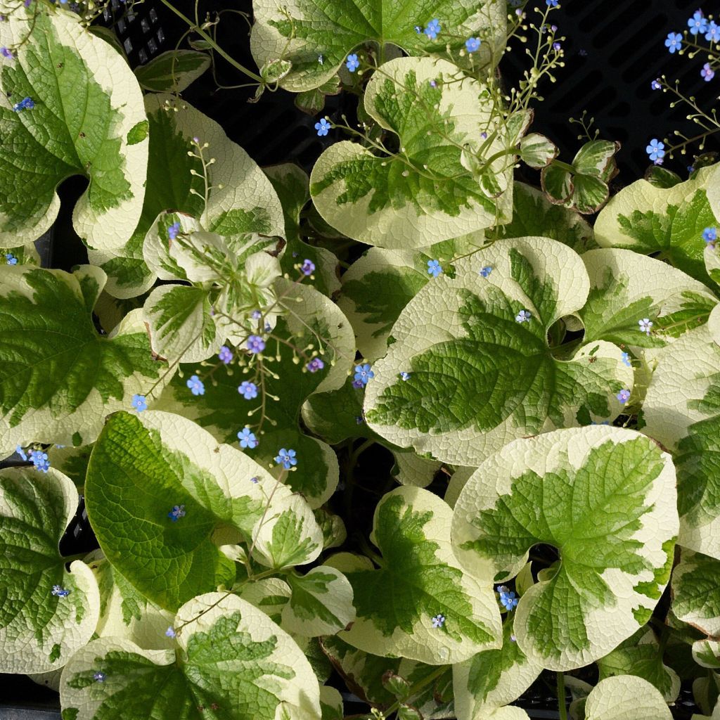 BRUNNERA ‘Dawson’s White’ (macrophylla) – Myosotis du Caucase – Siberian Bugloss