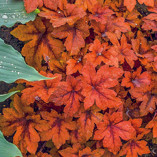 Heucherella 'Pumpkin Spice' - heuchere