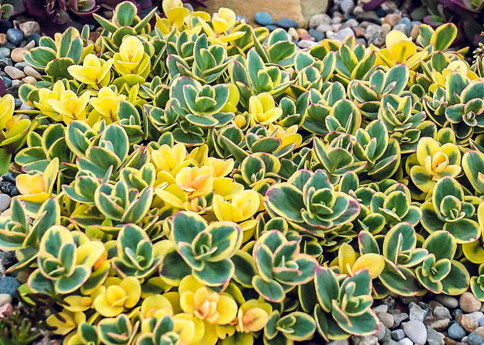 SunSparkler® 'Lime Twister' Sedum