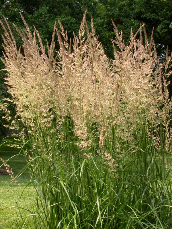 Calamagrostis epigejos