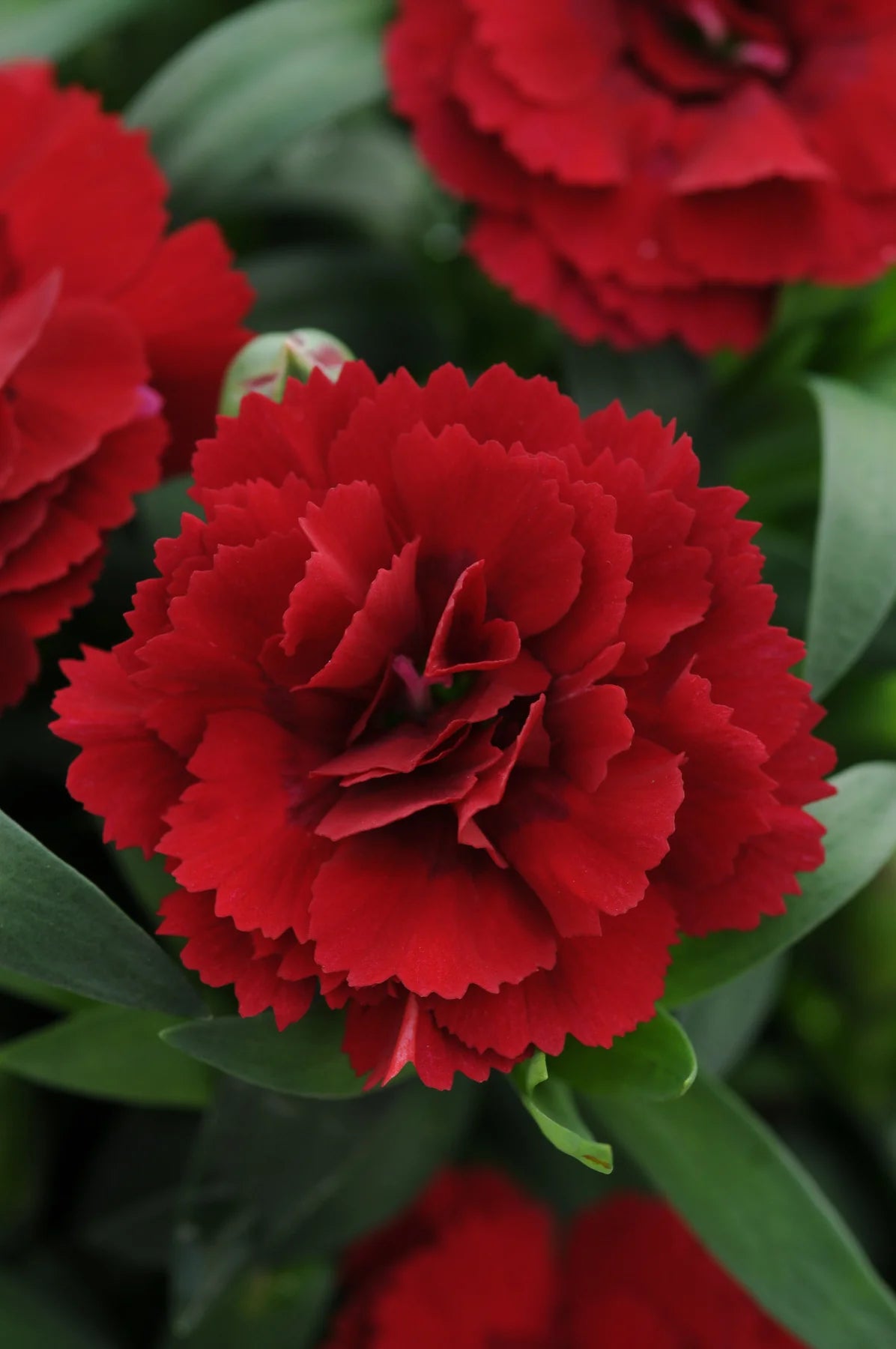 Dianthus dark red - Oeillet vivace