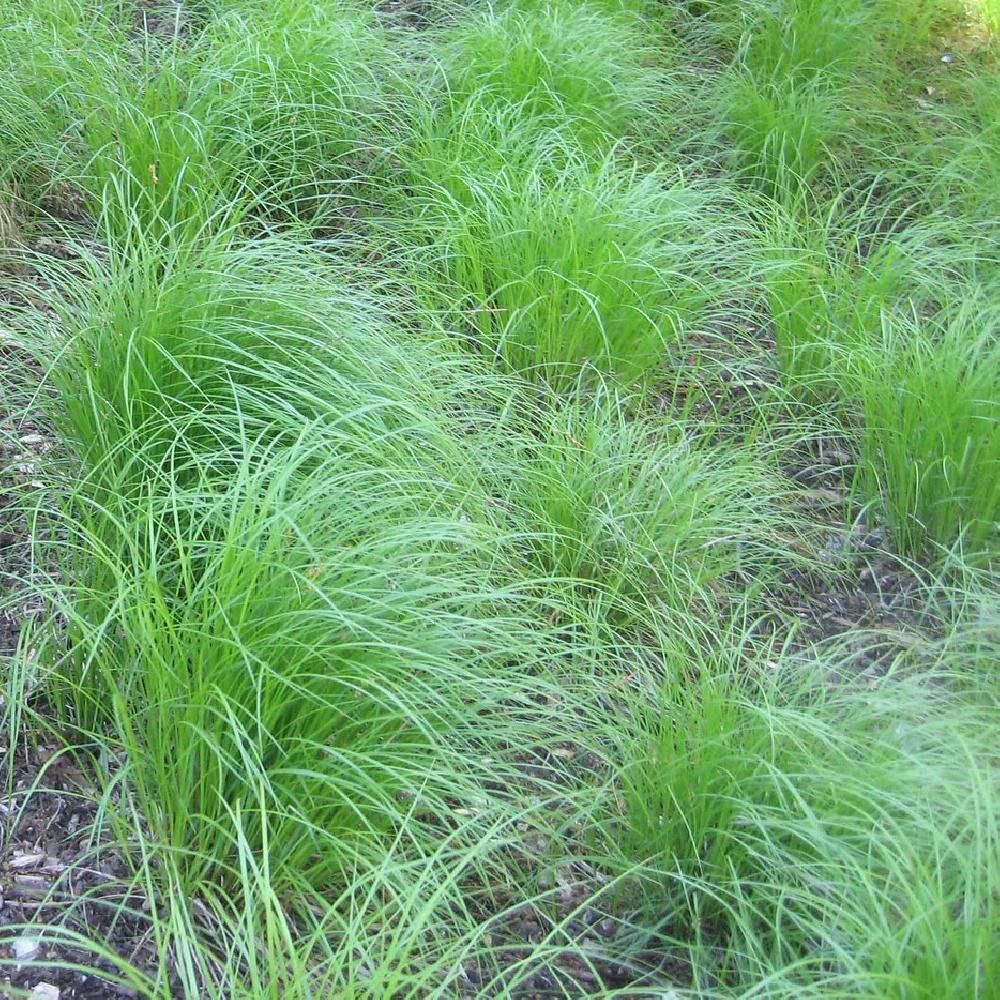 Carex Pensylvanica - Graminées