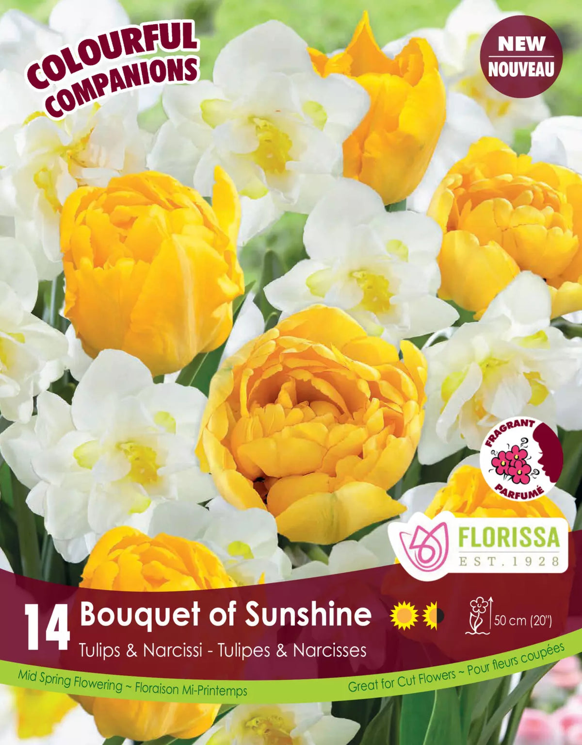 Bulbe d'automne - Comp. Bouquet of sunshine