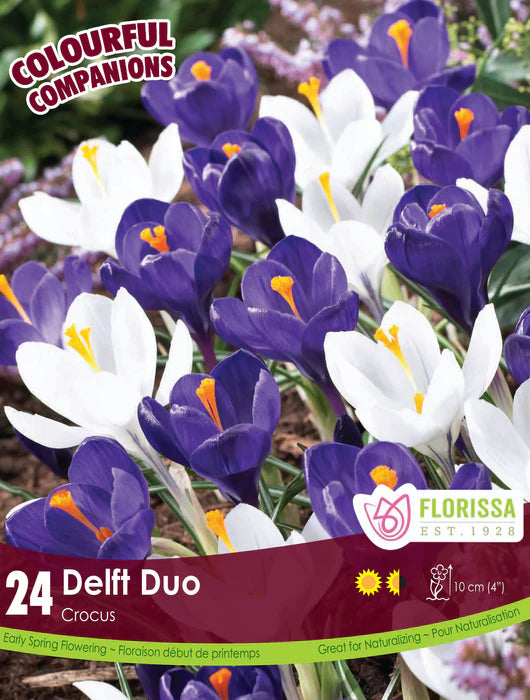 Bulbe d'automne - Comp. Delft Duo