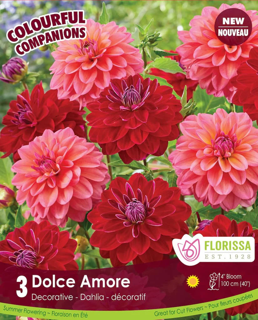 Bulbe Dahlia COMP. Dolce Amore