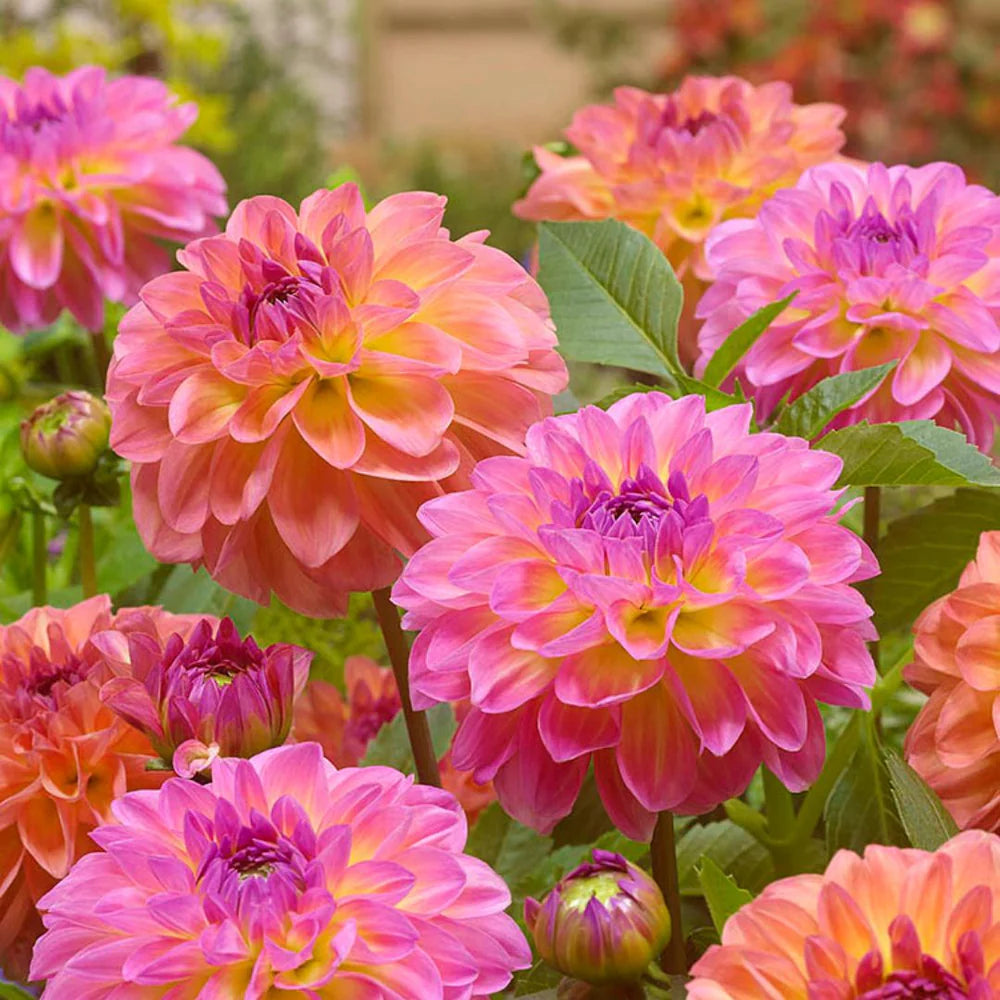 Bulbe Dahlia COMP. Pretty Please