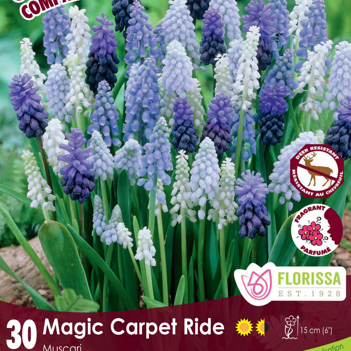 bulbe d'automne - paquet 30 comp. magic carpet ride