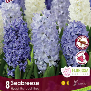 Bulbe d'automne - paquet 8 seabreeze