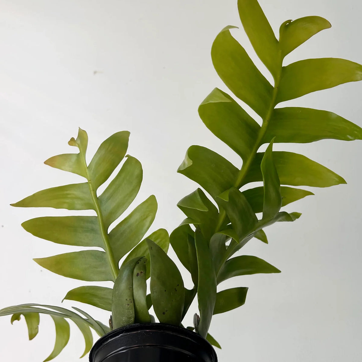 Selenicereus chrysocardium « Fern leaf cactus »