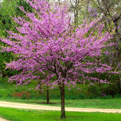 Cercis canadensis - Gainier du Canada (Redbud)