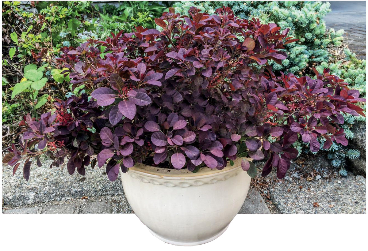 Cotinus coggygria 'Velveteeny'