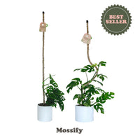 Tuteur flexible - Mossify