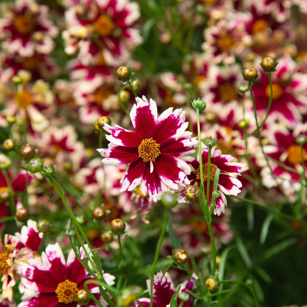 Coreopsis Ruby Frost
