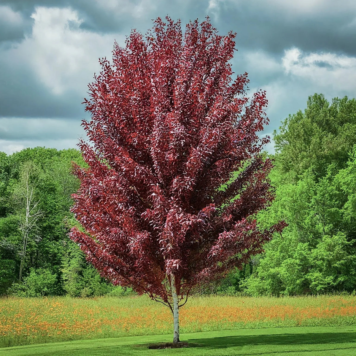 Betula Verrucosa Crimson Frost