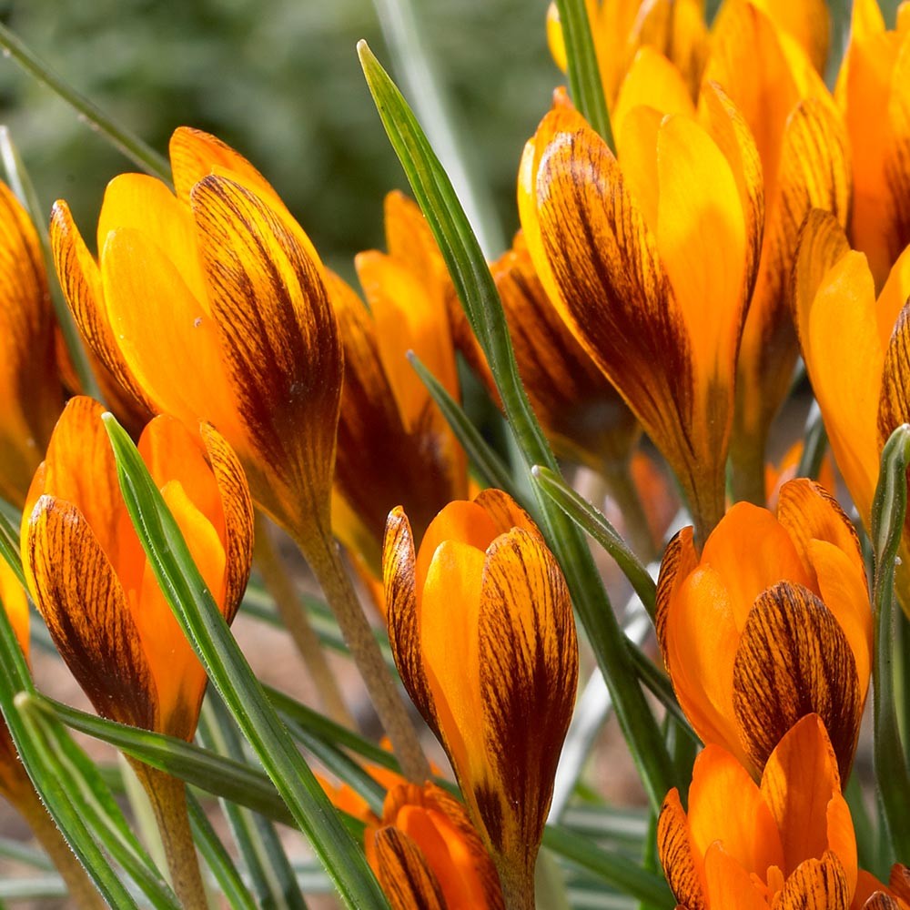 Bulbe d'automne - Crocus - Orange Monarch