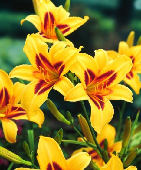 Hemerocallis ''Bonanza''